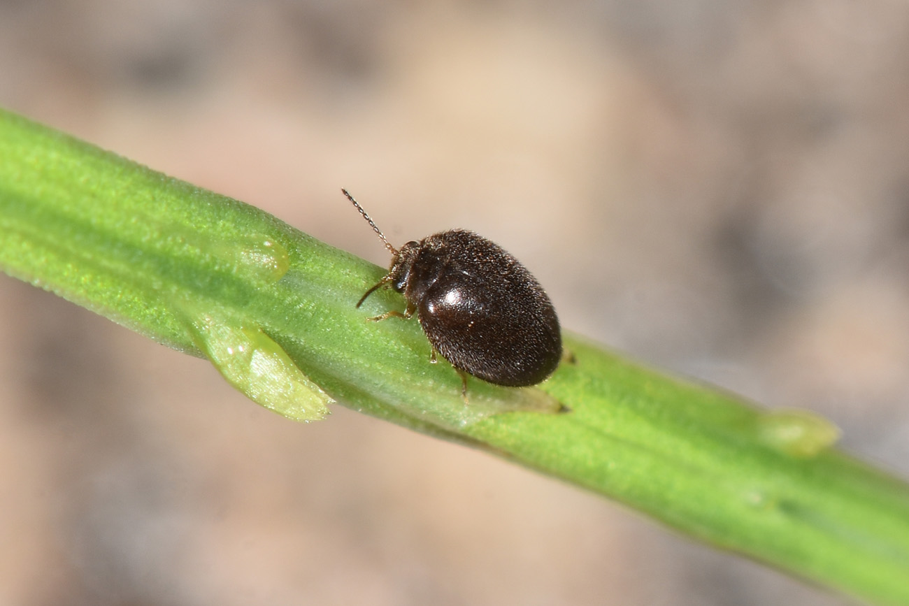 Scirtidae: Hydrocyphon sp. opp. Cyphon sp. con exuvie